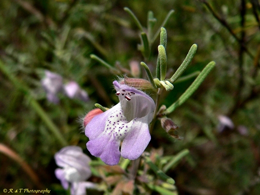{Conradina canescens}